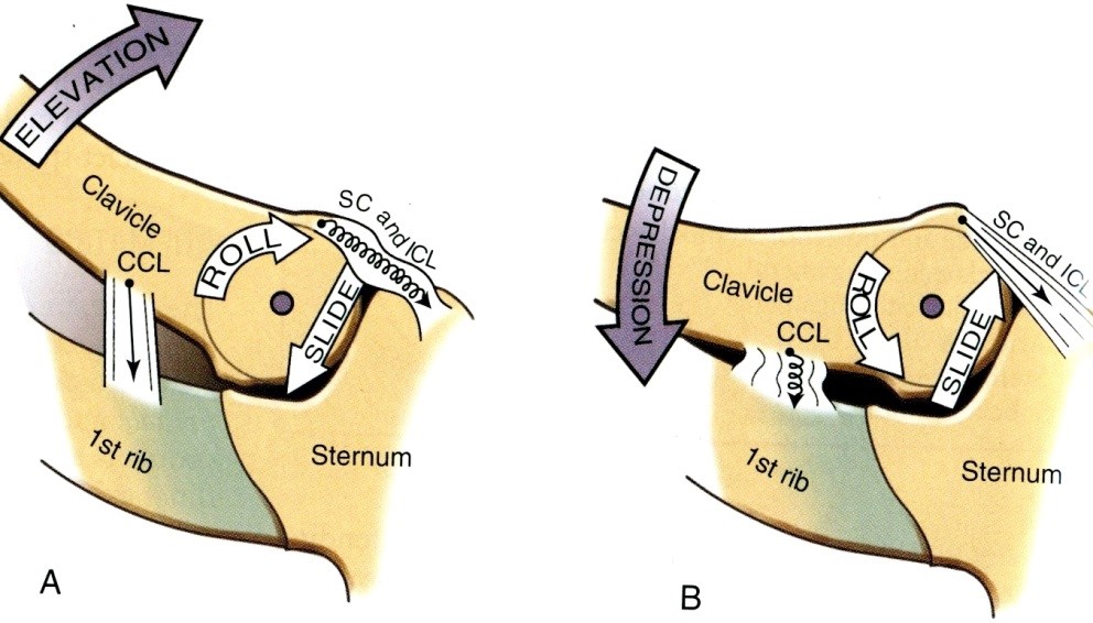 A frontális síkú mozgások arthrokinematikája a steroclavicularis ízületben