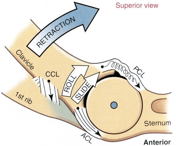 A retrakció arthrokinematikája a steroclavicularis ízületben