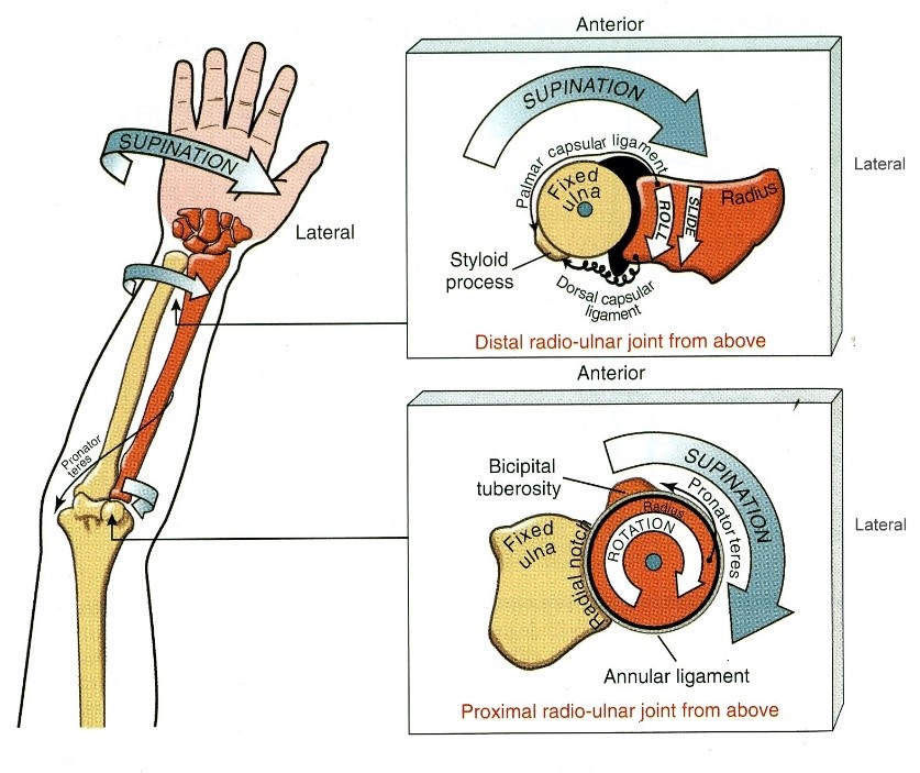 Az alkar ízületek arthrokinematikája nyílt láncú supináció során