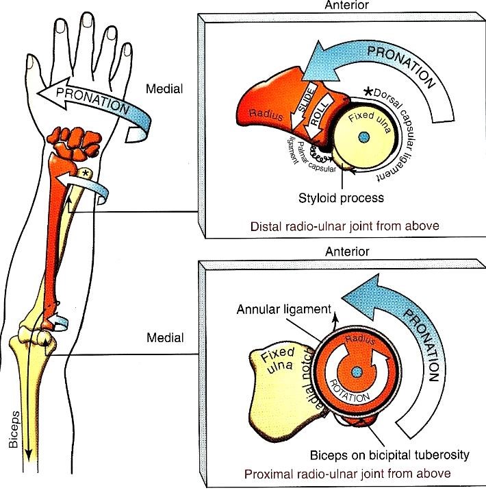 Az alkar ízületek arthrokinematikája nyílt láncú pronáció során