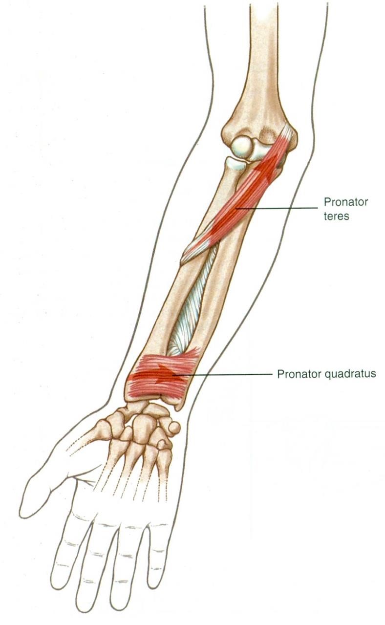 Az alakr pronátorai: m. pronator teres, m. pronator quadratus 