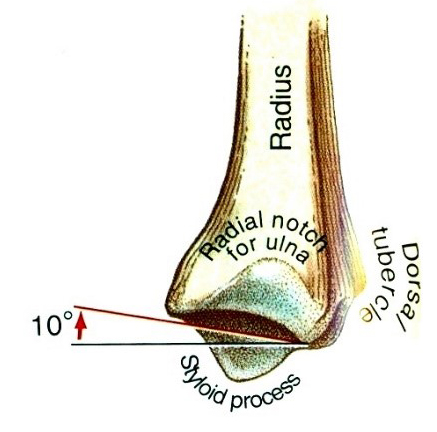 A radius ízfelszínének palmaris lejtése