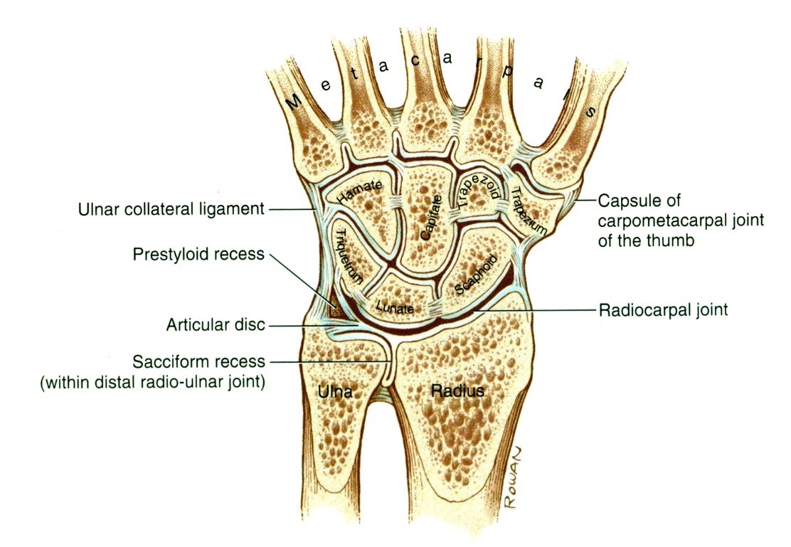 Az articulatio radiocarpea, az articulatio intercarpea és az ulna fejét borító discus articularis