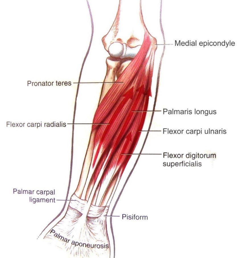 A csuklóízület flexorai: m. flexor carpi ulnaris, m. flexor carpi radialis, m. palmaris longus