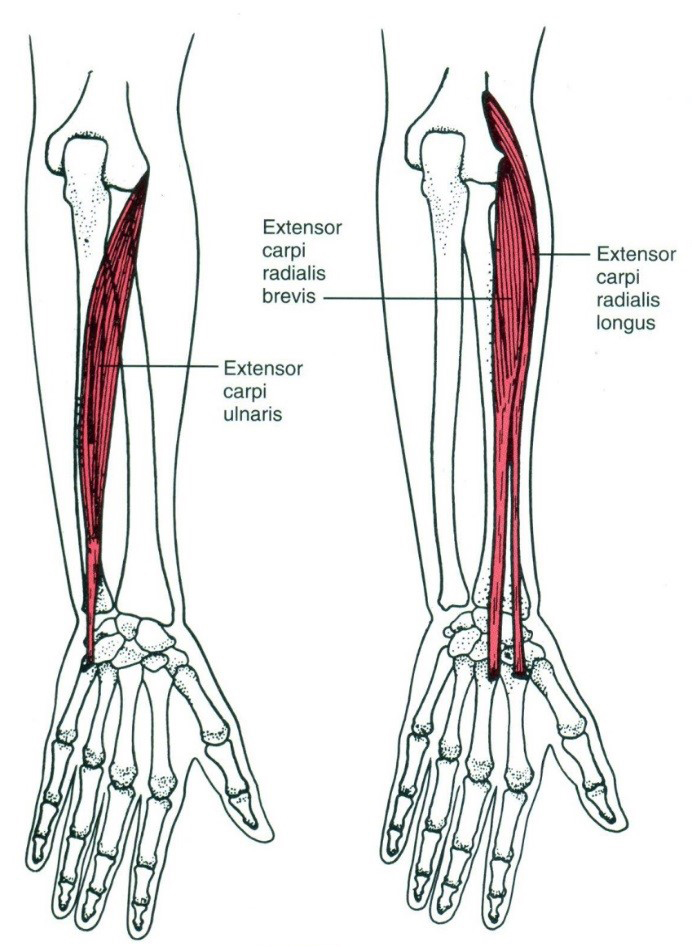 A csuklóízület extenzorai: m. extenzor carpi radialis longus, m. extenzor carpi radialis brevis, m. extenzor carpi ulnaris