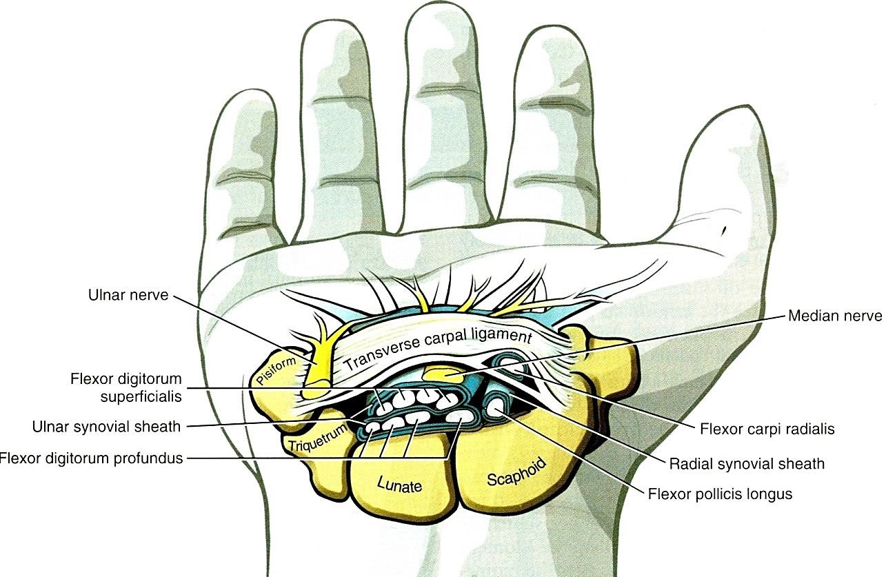 A carpalis csatorna keresztmetszeti képe. A nervus ulnaris a csatornán kívül az os pisiforme melett fut a kézre, a nervus medianus a csatornában a radialis oldalon. 