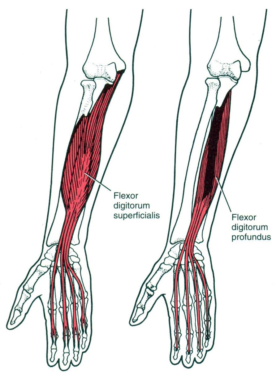 Az ujjak hosszú flexorai: m. flexor digitorum superficialis, m. flexor digitorum profundus 