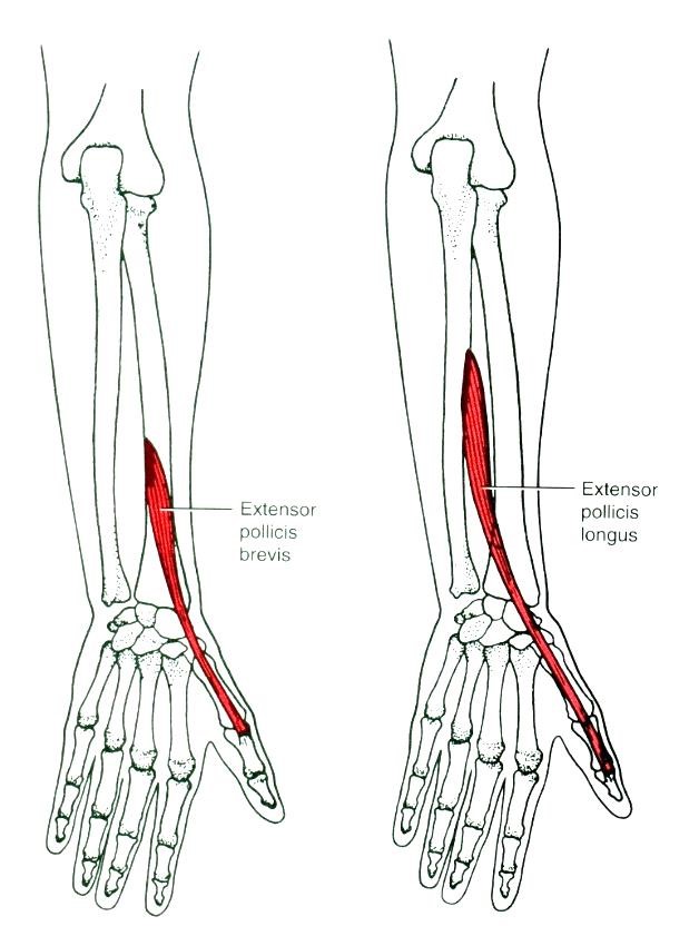 A hüvelykujj extenzorai: m. extenzor pollicis longus, m. externzor pollicis brevis