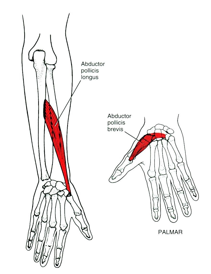 A hüveljkujj abduktorai: m. abductor pollicis longus, m. abductor pollicis brevis 