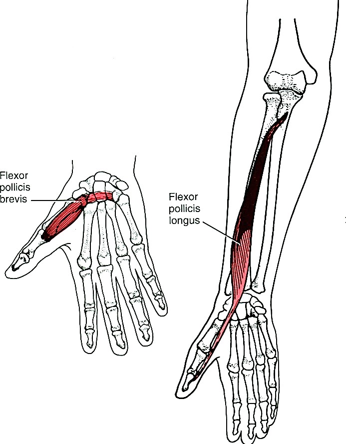 A hüvelykujj flexorai: m. flexor pollicis longusm. flexor pollicis brevis 