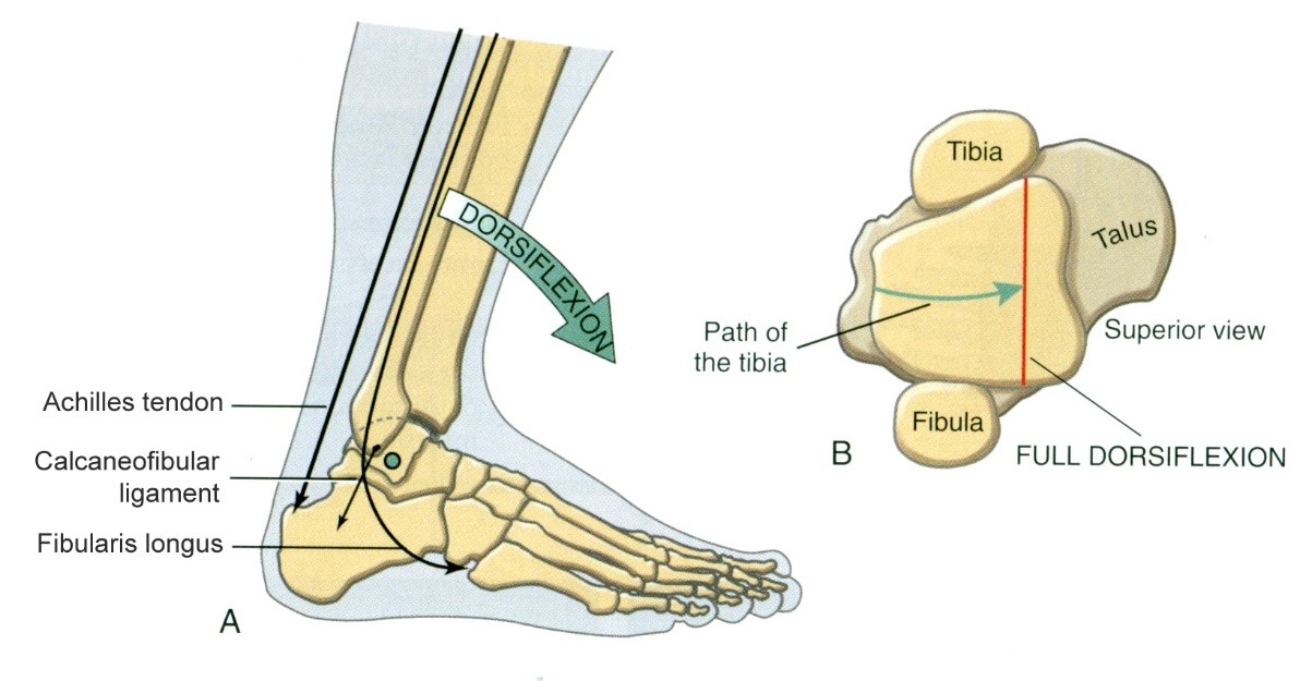 A A felső ugróízület dorzálflexiója a tibia elmozdulásaként a trochlea talin  B A teljes dorzálflexiókor a trochlea tali széles része kerül a bokavillába