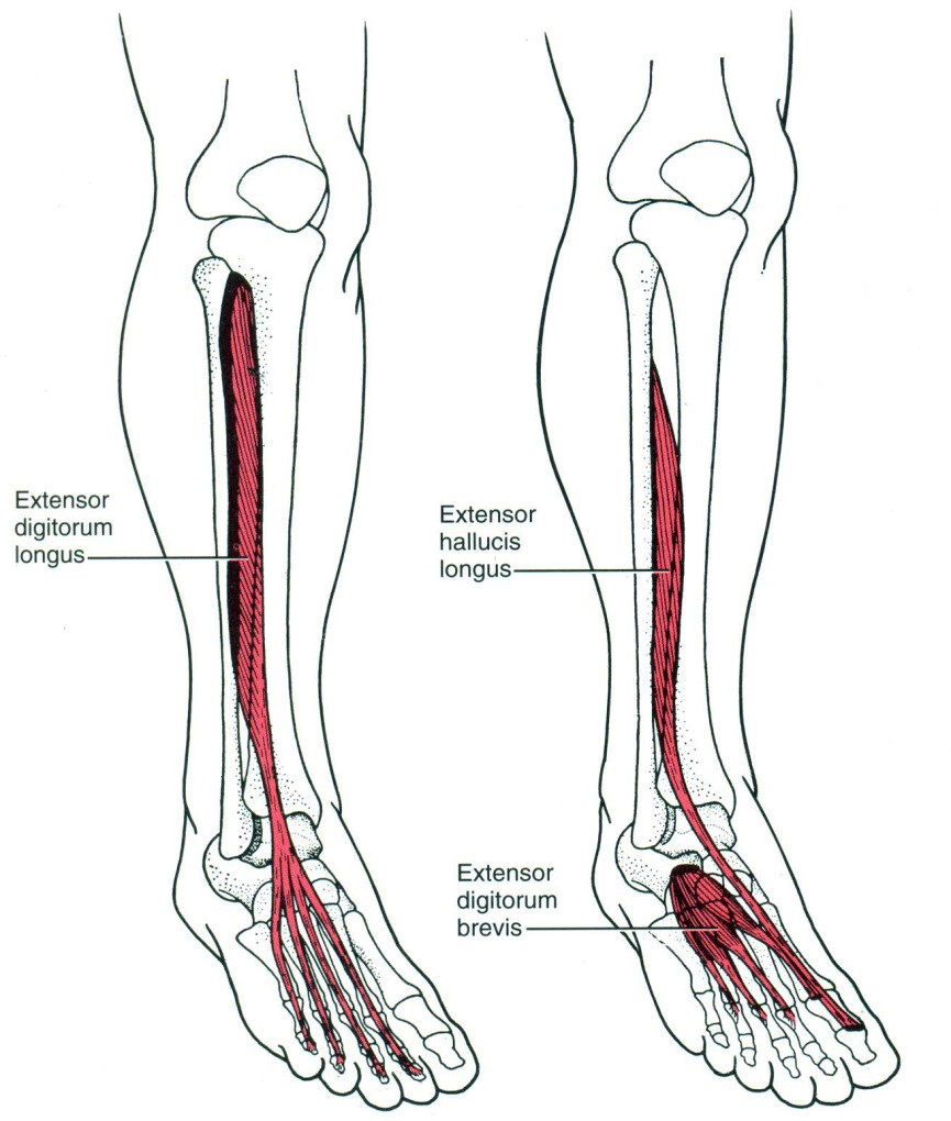 A lábujjak extenzorai 
