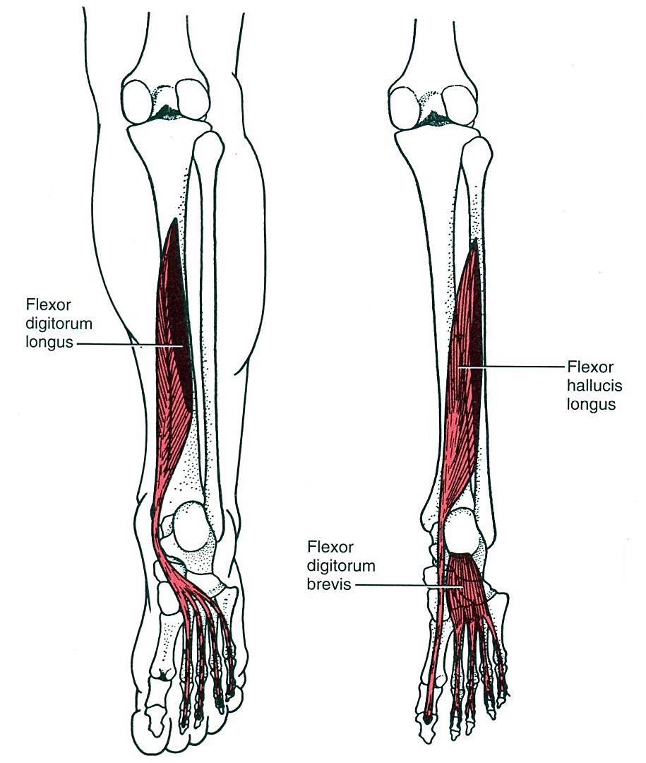A lábujjak flexorai 