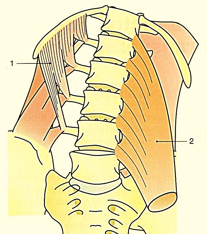 A m. quadratus lumborum (1) a hasüreg hátsó falának alkotásában vesz részt.  A kép jobb oldalán a m. psoas major (2) látható 