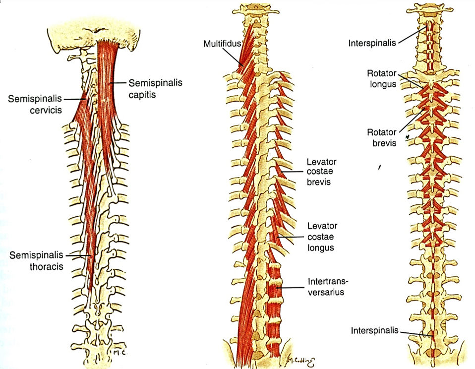 A gerinc extenzorai: a transversospinalis rendszer. 