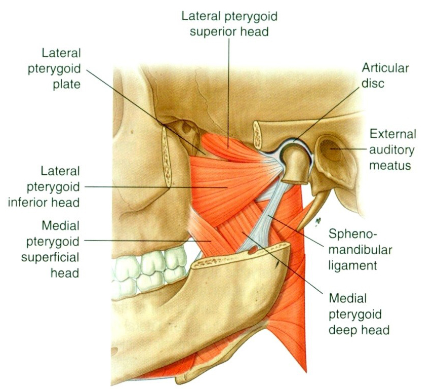 Szájnyitó izmok: m. pterigoideus lateralis