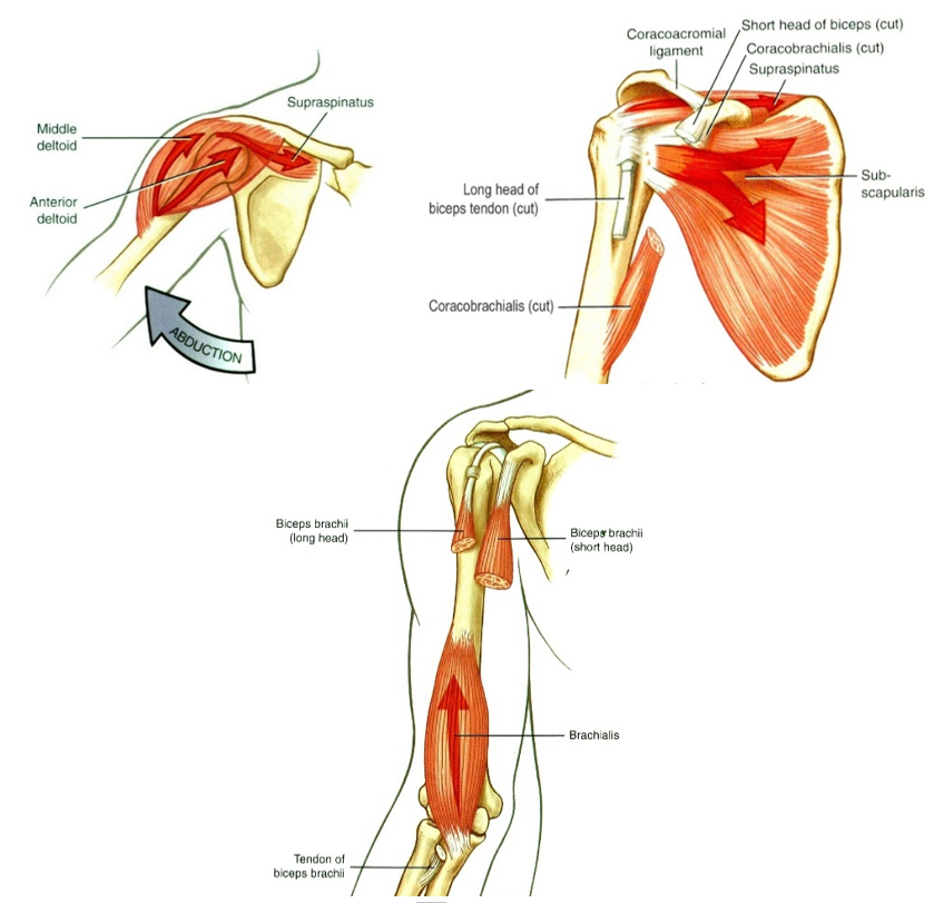 A vállízület flexorai: m. deltoideus elülső része, m. coracobrachialis (átmetszve), m. brachioradialis (átmetszve), m. biceps brachii (átmetszve)