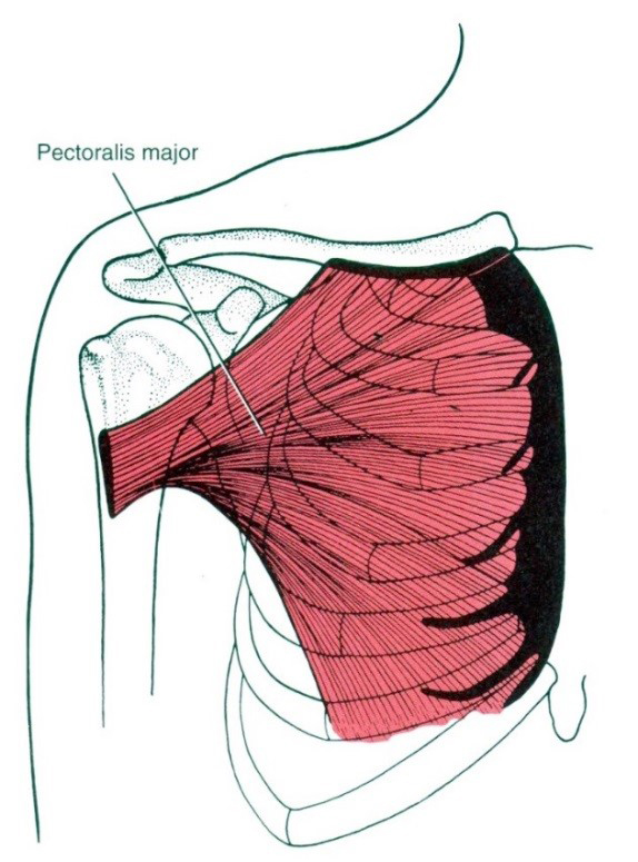 A musculus pectoralis major a vállízület fő adduktora.
