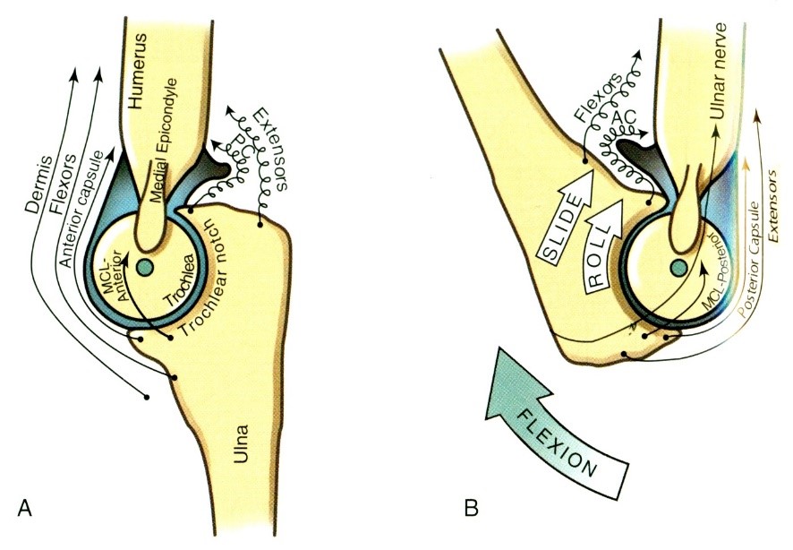 Arthrokinematikai mozgások a könyökízület flexiója során
