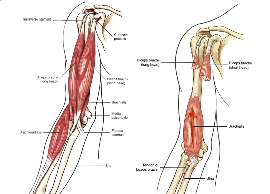 A könyökízület flexorai: m. biceps brachii, m. brachioradialis, m. brachialis 