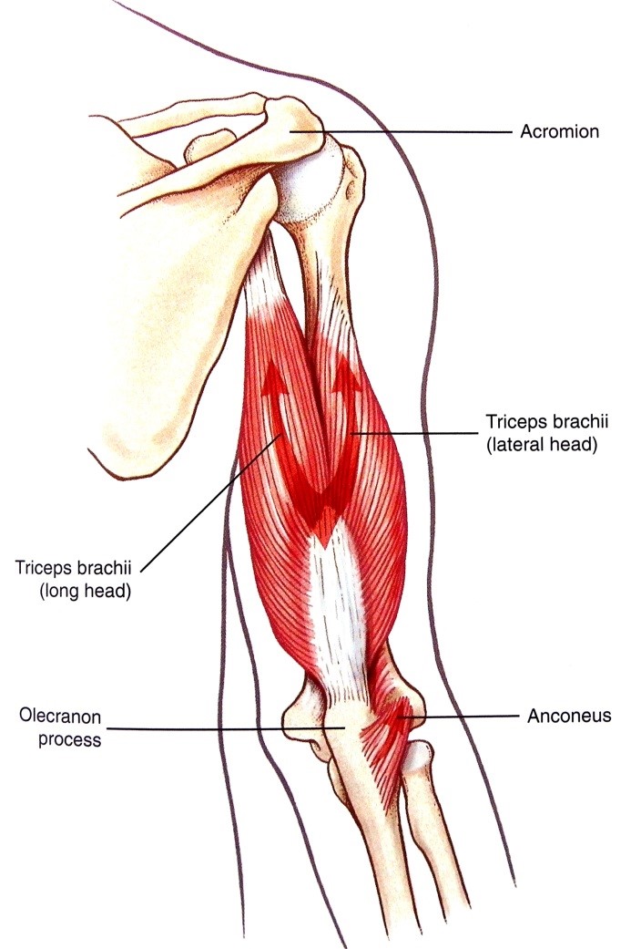A könyökízület extenzorai: m. triceps brachii, m. anconeus 