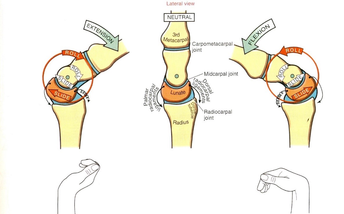 Az extenzió és a flexió arthrokinematikája a radiocarpalis és intercarpalis ízületben