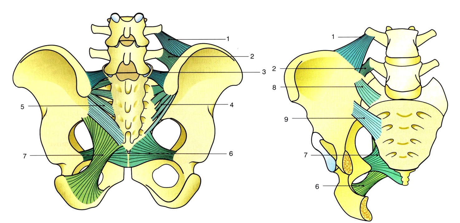 A SI ízületet stabilizáló szalagok. Lig. sacroiliacum ventrale (8, 9), lig. sacroiliacum dorsale (4-ventrális réteg, 5-dorzális réteg), lig. iliolumbale (1, 2), lig. sacrotuberale (7). 