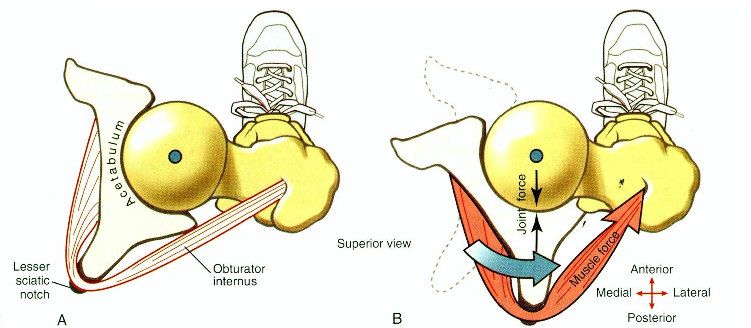 A musculus obturator internus medencét rotáló hatása A Nyugalmi helyzet B A medence ellenoldali rotálódása az izom kontrakciója révén