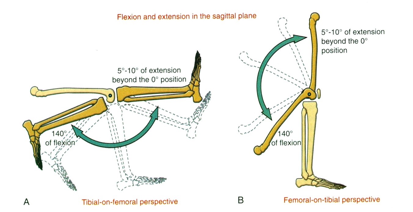 A térdízület szagittális síkú mozgásai  A A tibia elmozdulásaként a rögzített femurhoz képest  B A femur elmozdulásaként a rögzített tibiához képest