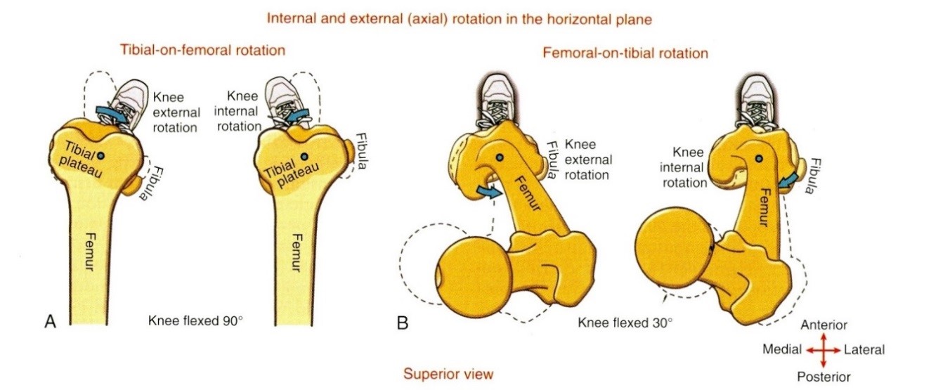 A térdízület axiális rotációja  A A tibia elmozdulásaként  B A femur elmozdulásaként a rögzített tibiához képest