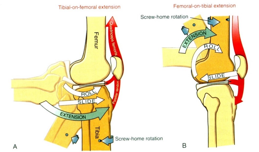 A térdízületi extenziós irányú mozgás arthrokinematikája  A a tibia mozgása a femuron  B A femor mozgása a rögzített tibián