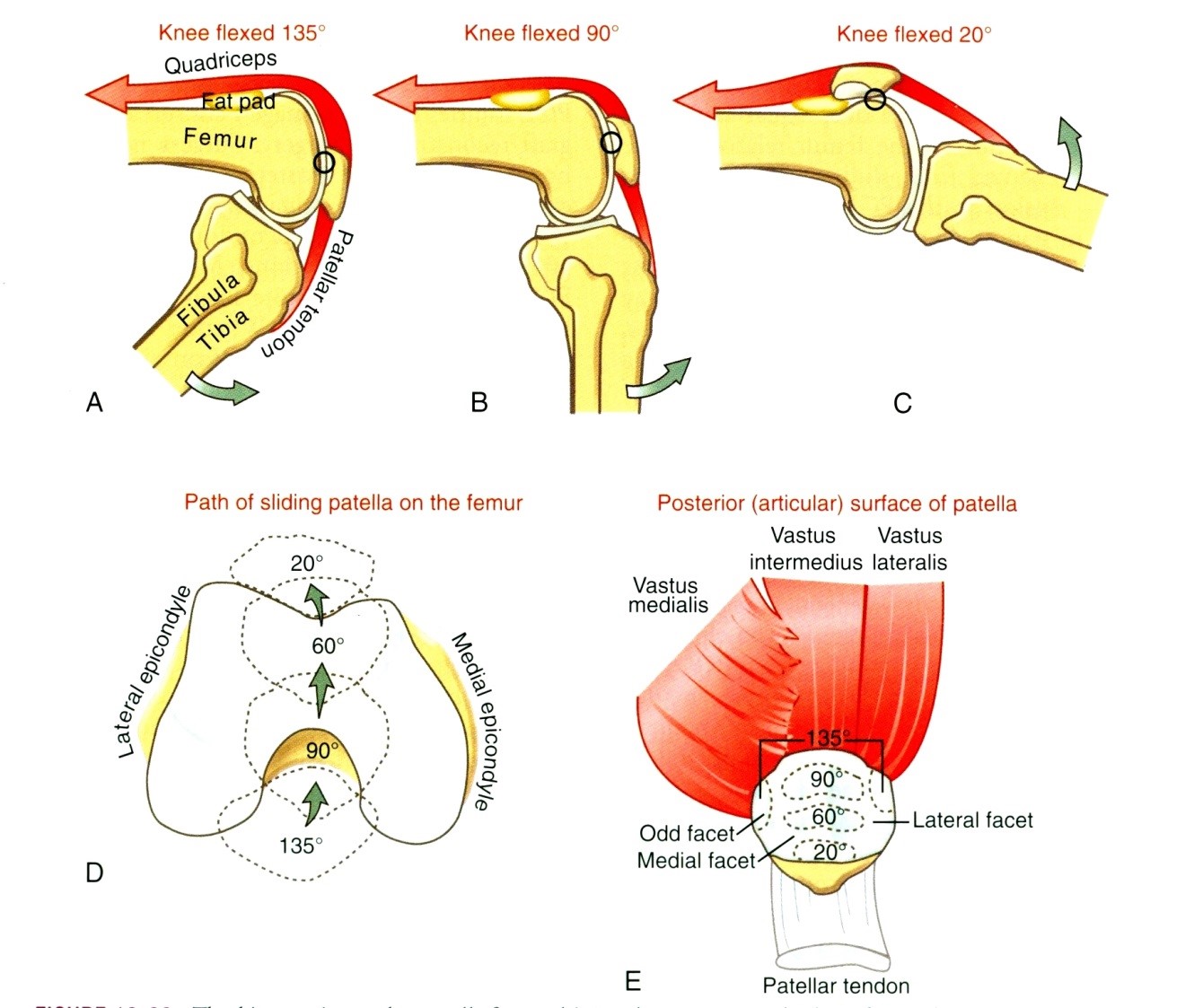 A patella elmozdulása és érintkezése a fossa patellarishoz extenziós irányú mozgás során
