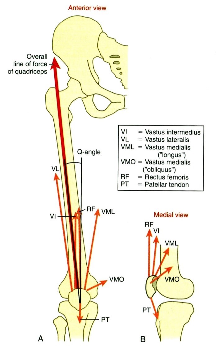A Q-szög és a musculus quadriceps femoris fejeinek húzásiránya  A Frontális síkban  B Szagittális síkban
