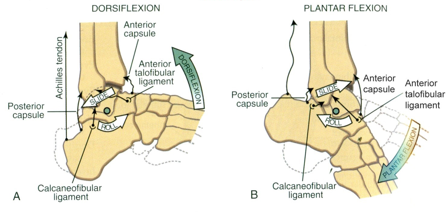 A felső ugróízület arthrokinematikája  A Dorzálflexió B Plantárflexió