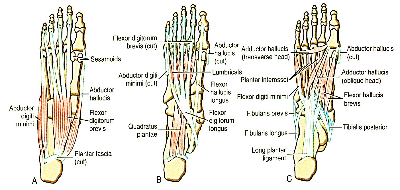 A láb plantárisan futó intrinsic izmai  A A felületes réteg izmai B A második rétegbe tartozó izmok C A harmadik és negyedik réteg izmai