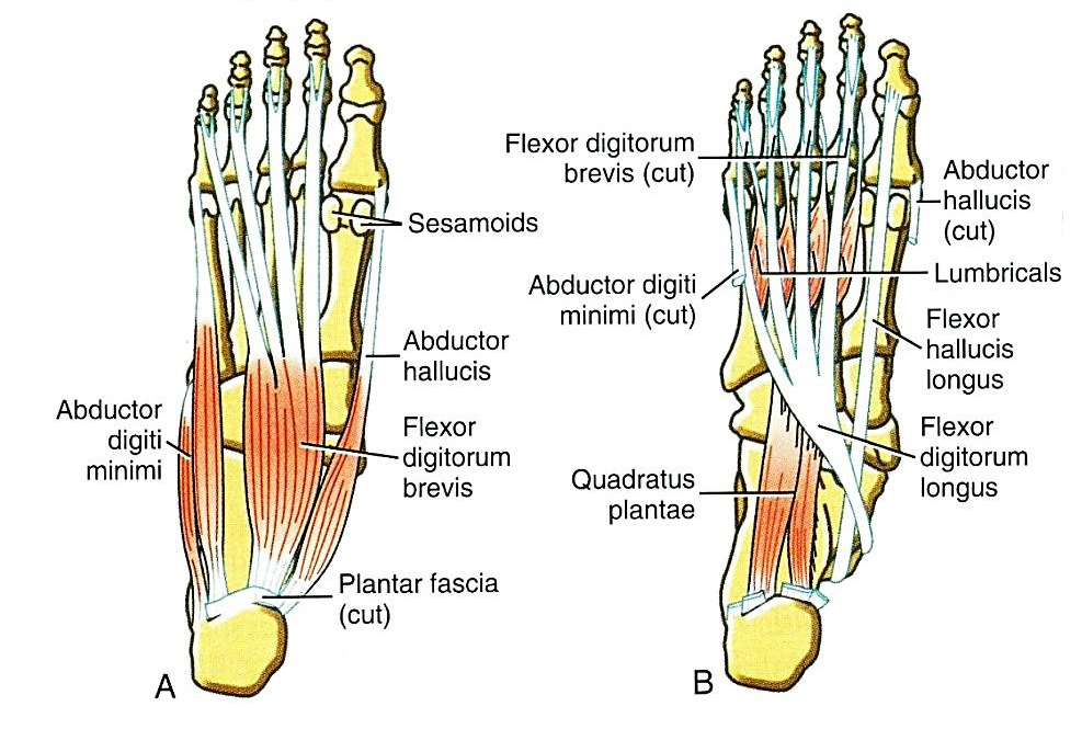 A láb talpi kisizmai: felületes (A) és középső (B) réteg 