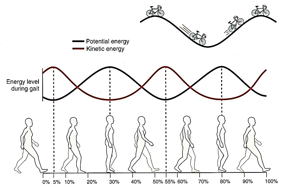 A járás energetikája a TTK mozgása alapján.  Energiaátvitel a mozgási és a helyzeti energia között járás során. - helyzeti energia - mozgási energia