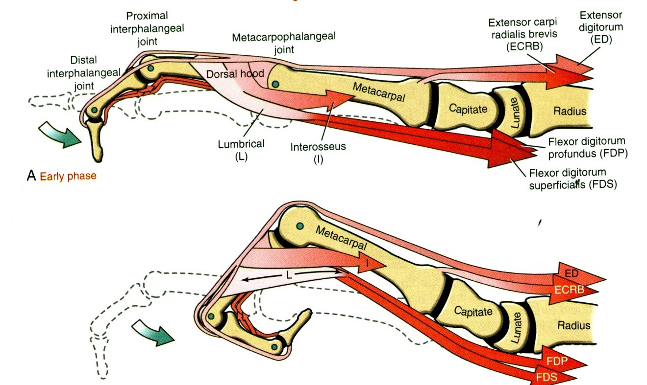 A musculus flexor digitorum superficialis és profundus, valamint a musculi interossei együttműködése a II-V.ujjak hajlítása során