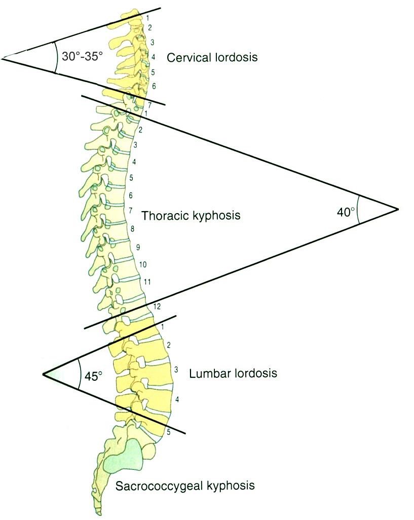A gerinc fiziológiás görbületei