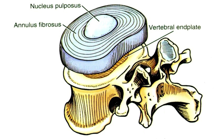 A discus intervertebralis  és elhelyezkedése a csigolyatesten