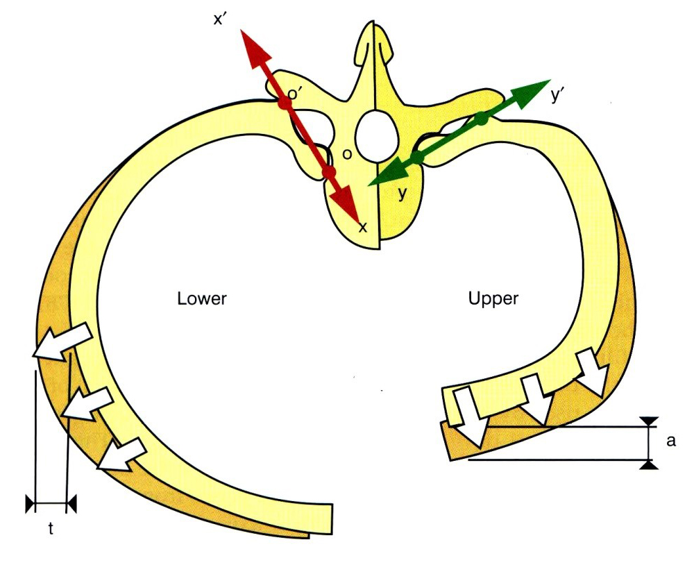 A mellkas alakváltozása belégzés során A mellkas felső részén  antero-posterior irányú (a), a mellkas alsó részén transzverzális irányú (t) a bordák kitérése