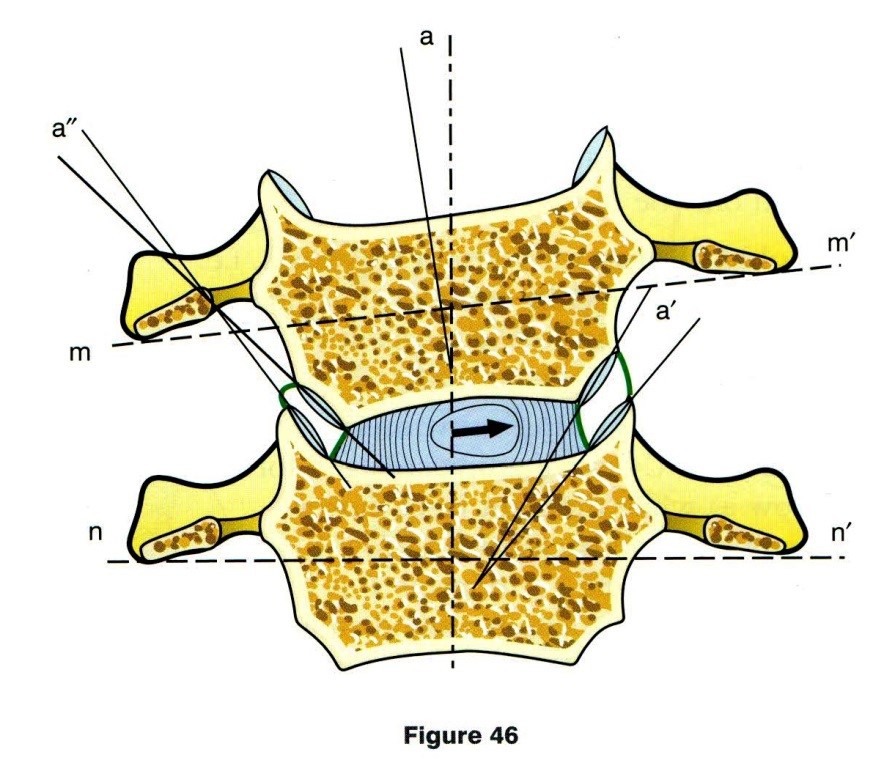Az uncovertebralis ízületek elhelyezkedése és elmozdulása laterálflexió során
