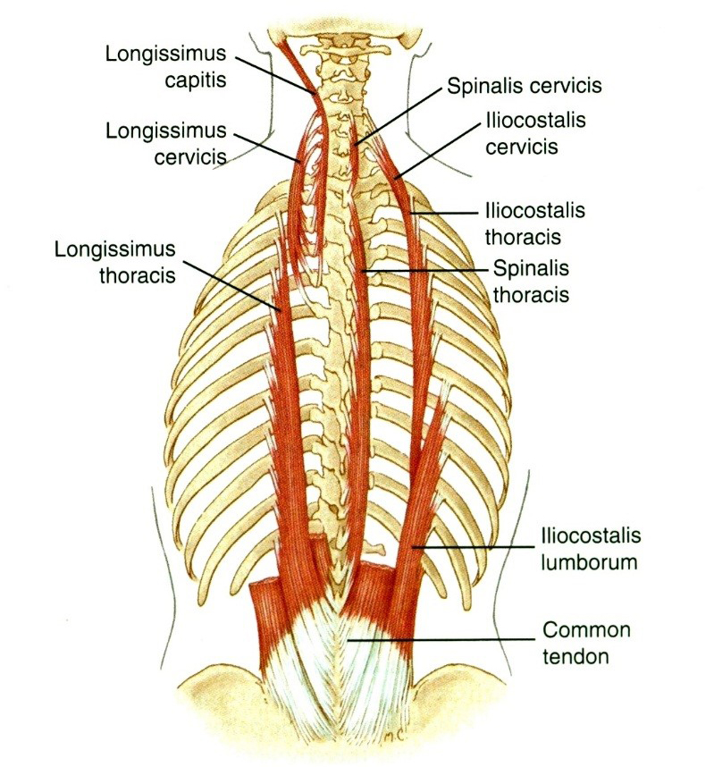 A gerinc extenzorai: erector spinae rendszer 