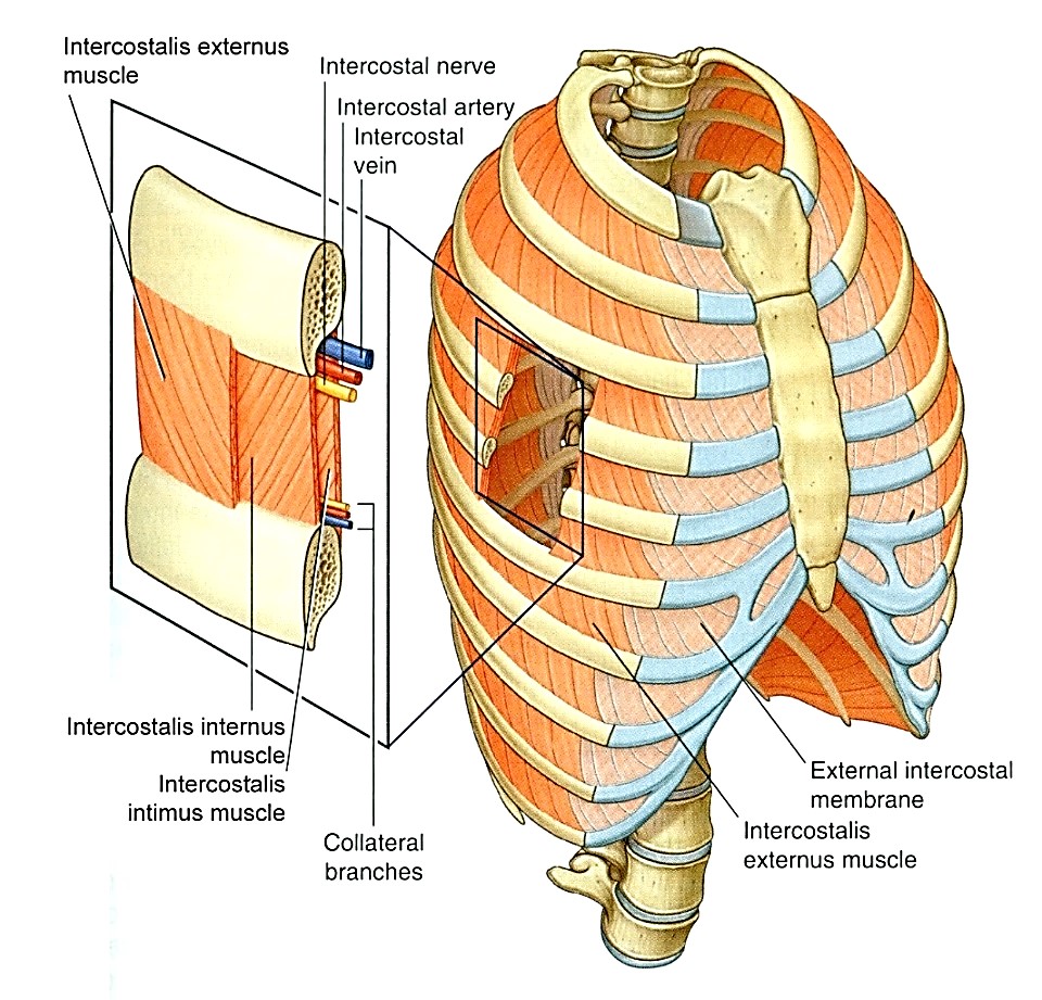  Esszenciális légzőizmok: külső (intecostalis externus) és belső (intercostalis internus) bordaközti izmok. 