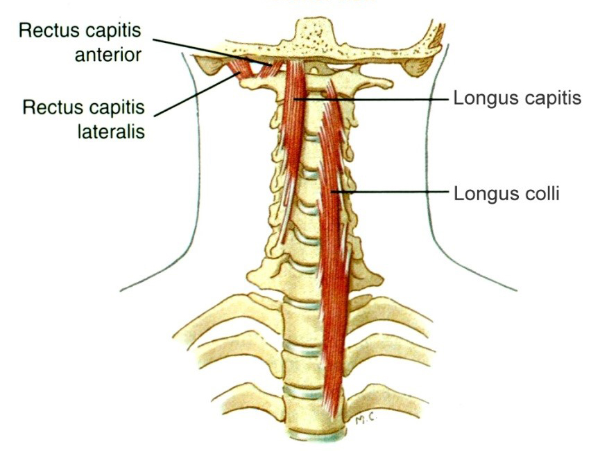 A mély nyaki flexorok előlnézetben