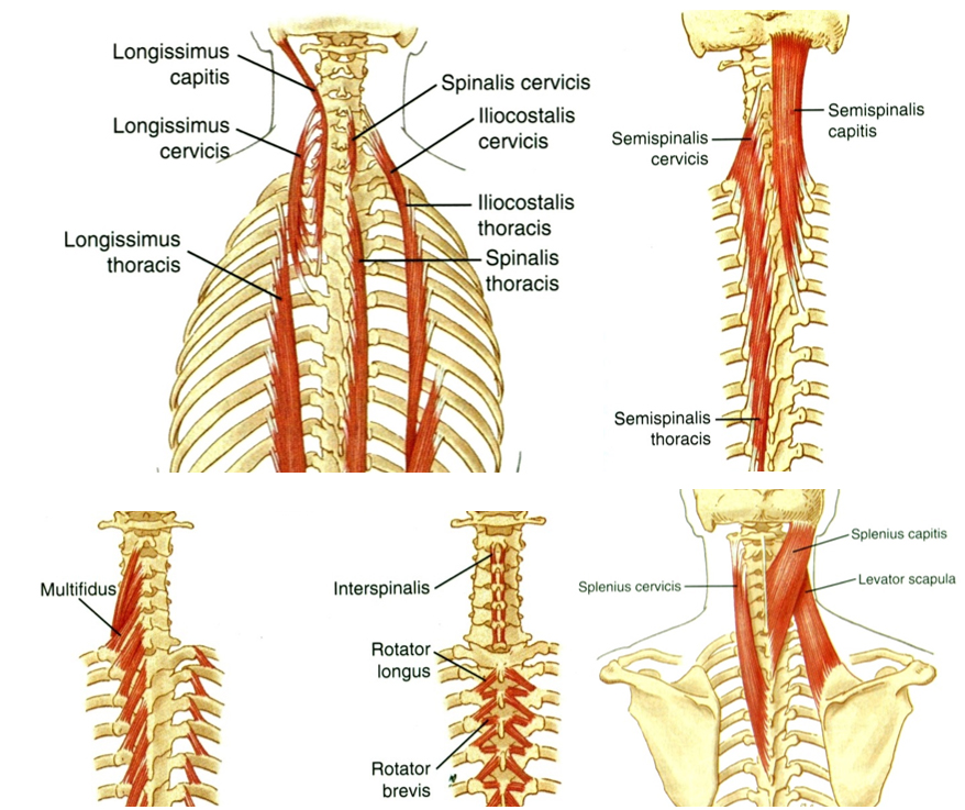 A nyaki gerinc alsó szakaszának extenzorai.  A koponyáról eredő izmok a fej extenziójában is részt vesznek.