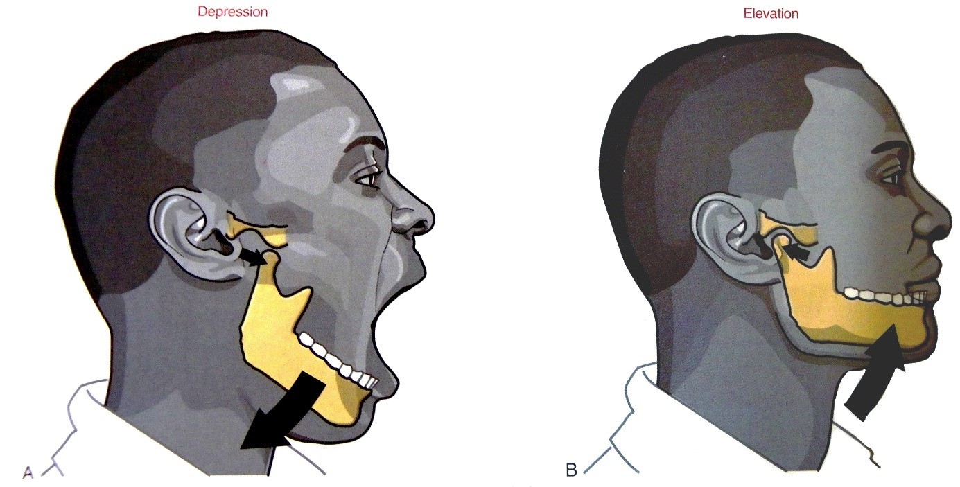 A száj nyitása és zárása A. A mandibula depressziója B. A mandibula elevációja