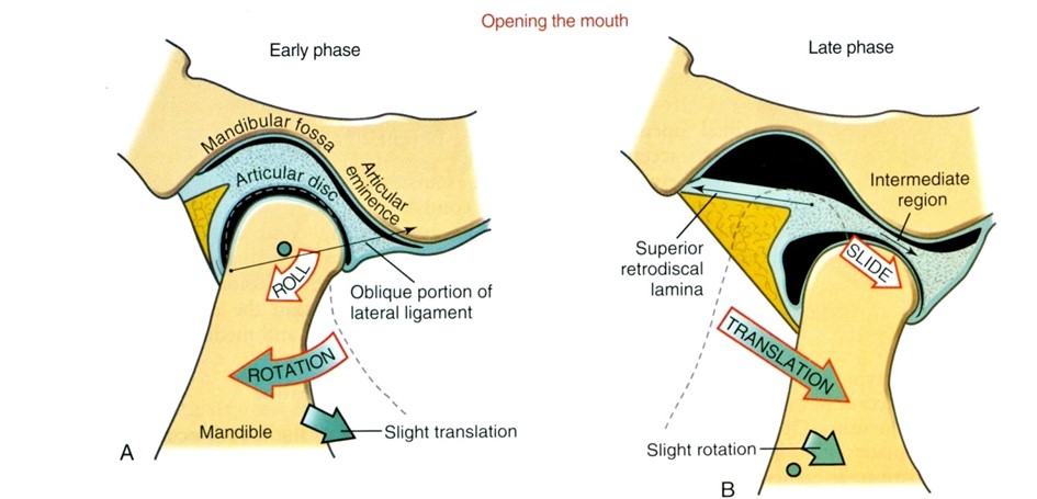 Arthrokinematika a száj nyitása során A. Korai fázis, posterior gördülés B. Kései fázis, Anterior és inferior csúszás