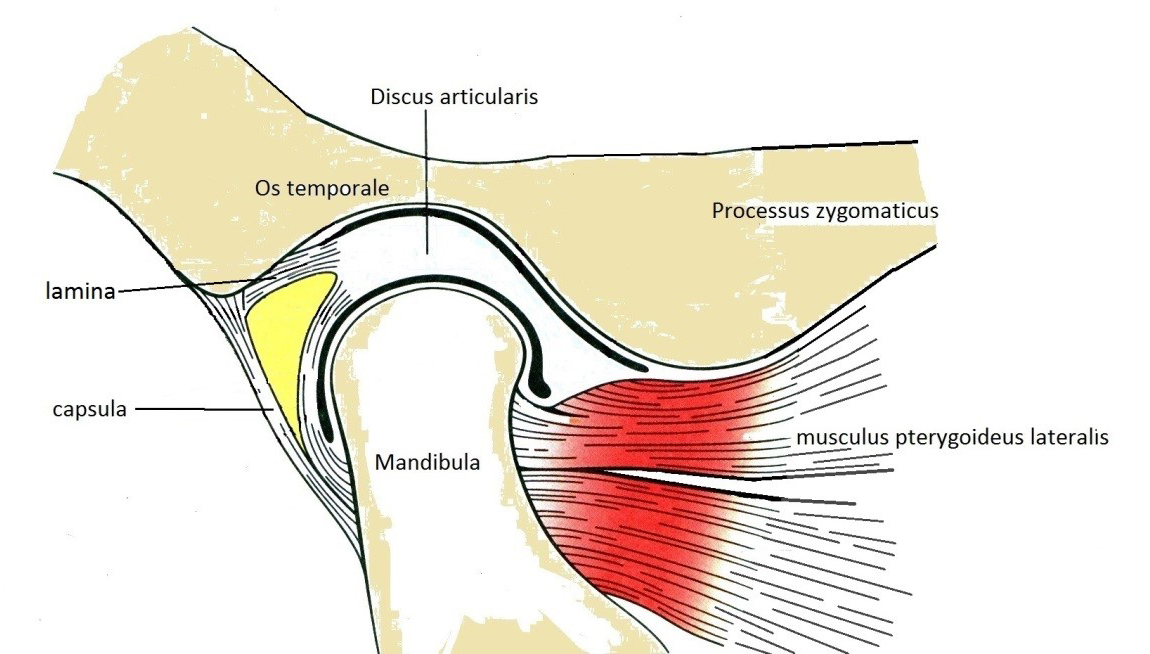 A discus articularis előre/hátra csúszását a m. pterygoideus laterális felső rostjai és hátul a discushoz rögzülő kötőszövetes lemez szabályozzák.