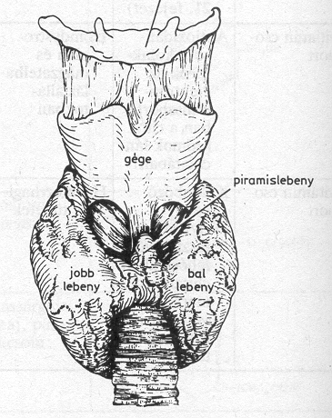A pajzsmirigy elhelyezkedése